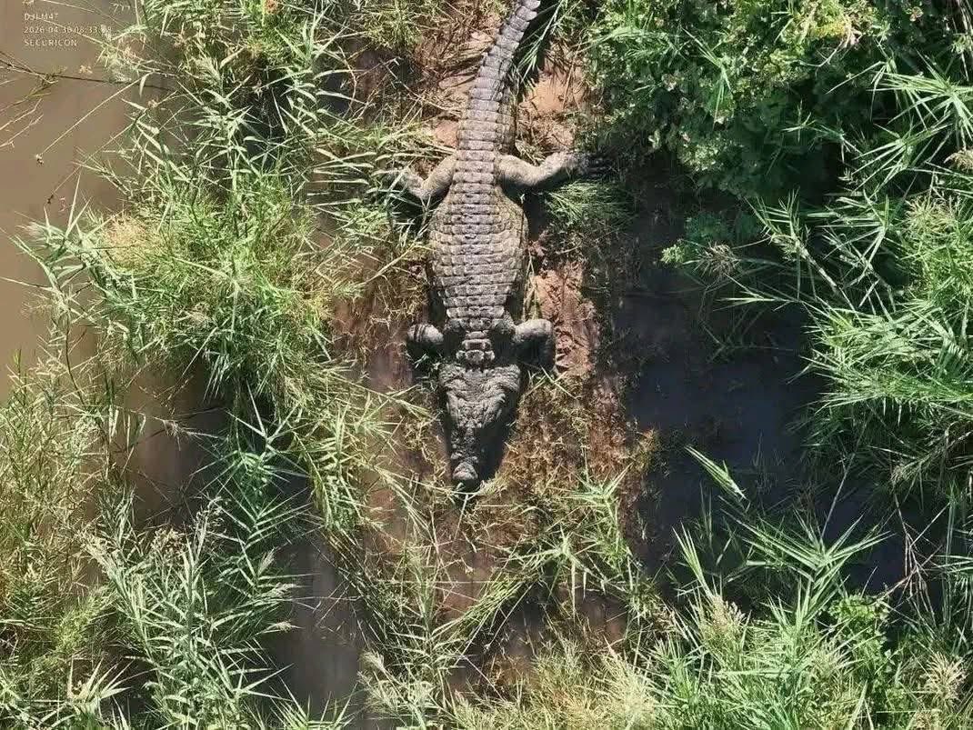 MISSING BUSINESSMAN FOUND AFTER BEING SWEPT AWAY IN KOMATI RIVER

The body of a 59-year-old businessman from Komatipoort has been found after he was swept away in the Komati River on 27 April 2026.

During search operations, police shot a large crocodile in the river, where human