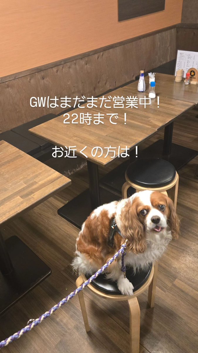 犬店長のいる焼き鳥居酒屋(串銀蔵亀戸) tweet media