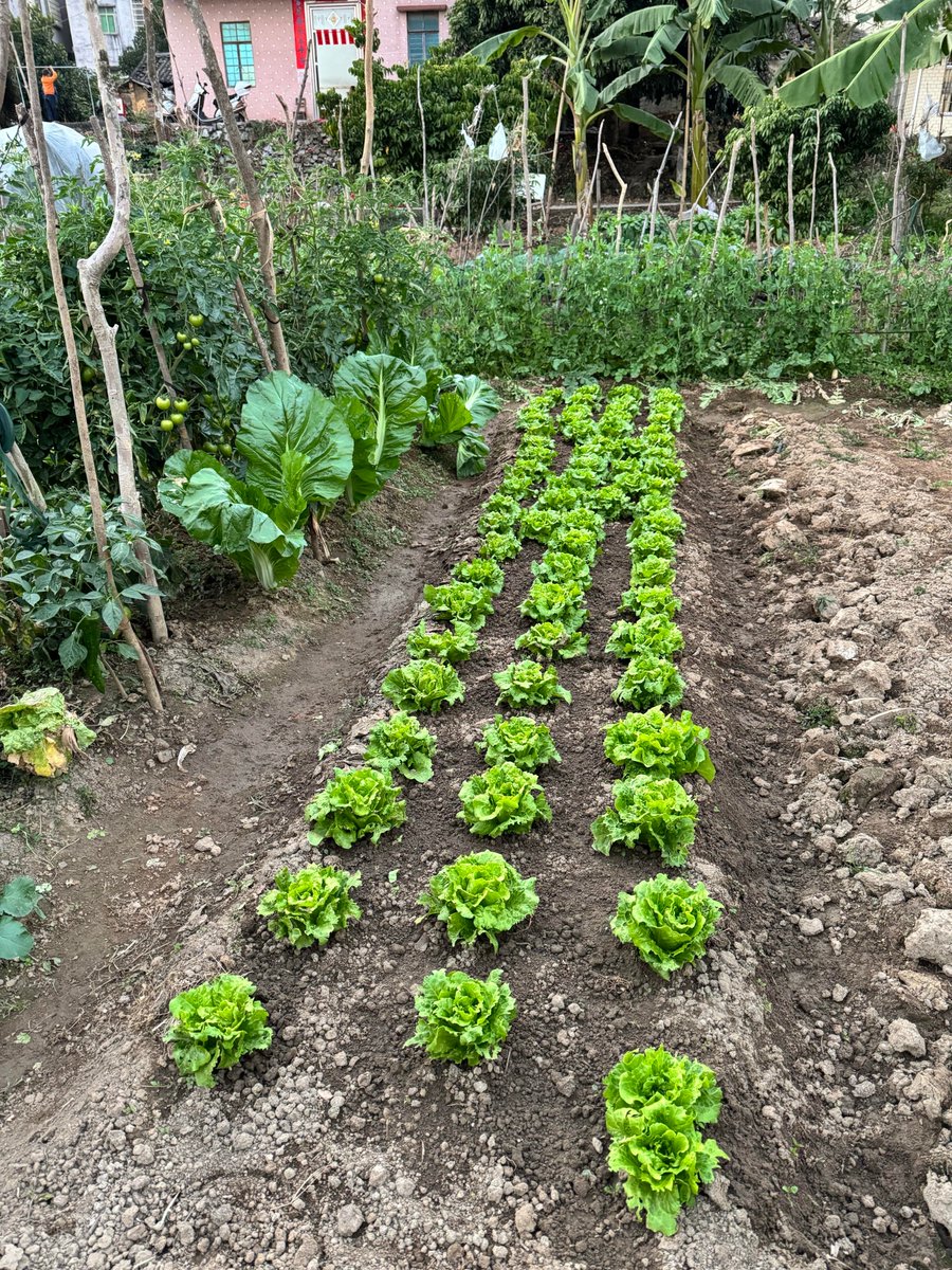 AngelRo15820060's tweet image. "Small daily choices = big health wins!  10 mins walk, 8 cups water, 1 veggie meal—start today! #HealthyHabits #WellnessJourney"