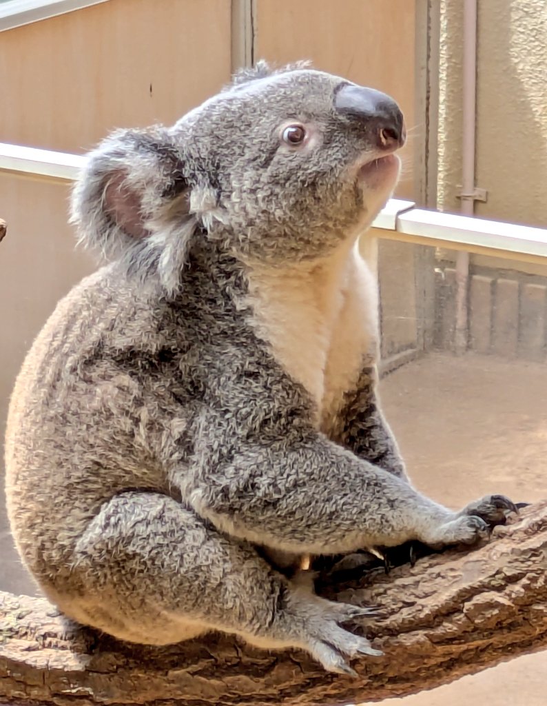 王子動物園市民サミット tweet media