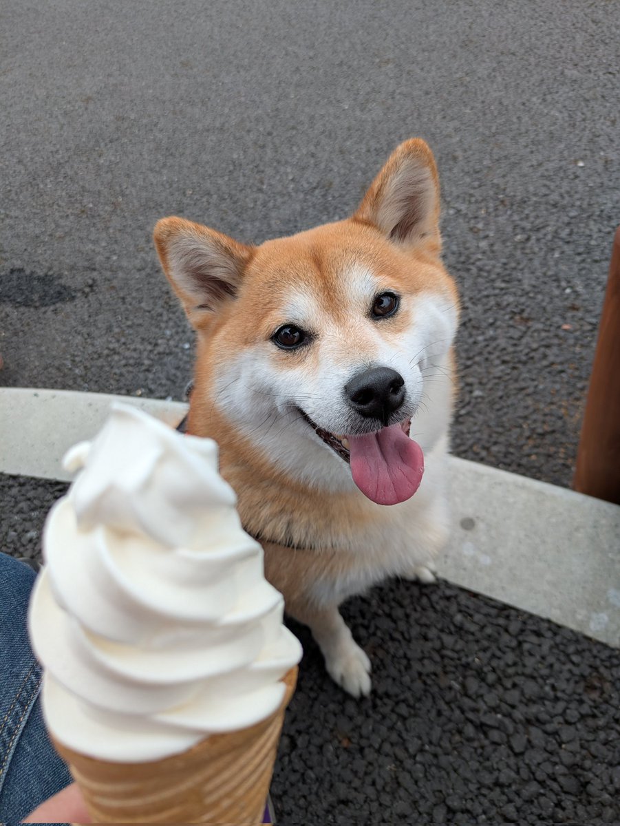 柴犬未来 tweet media