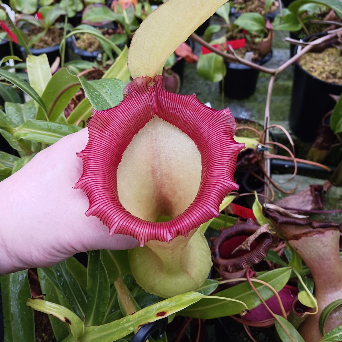 y_exotics's tweet photo. N.ventricosa giant

N.ventricosa green giant
https://t.co/bnaK9qylPB
これも凄いけど
N.ventricosa giantも期待できる https://t.co/g3IHBrSXaW