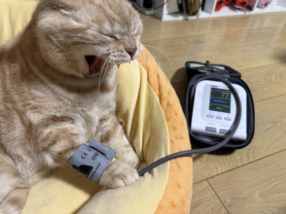 秘密結社猫のために生きよ tweet media