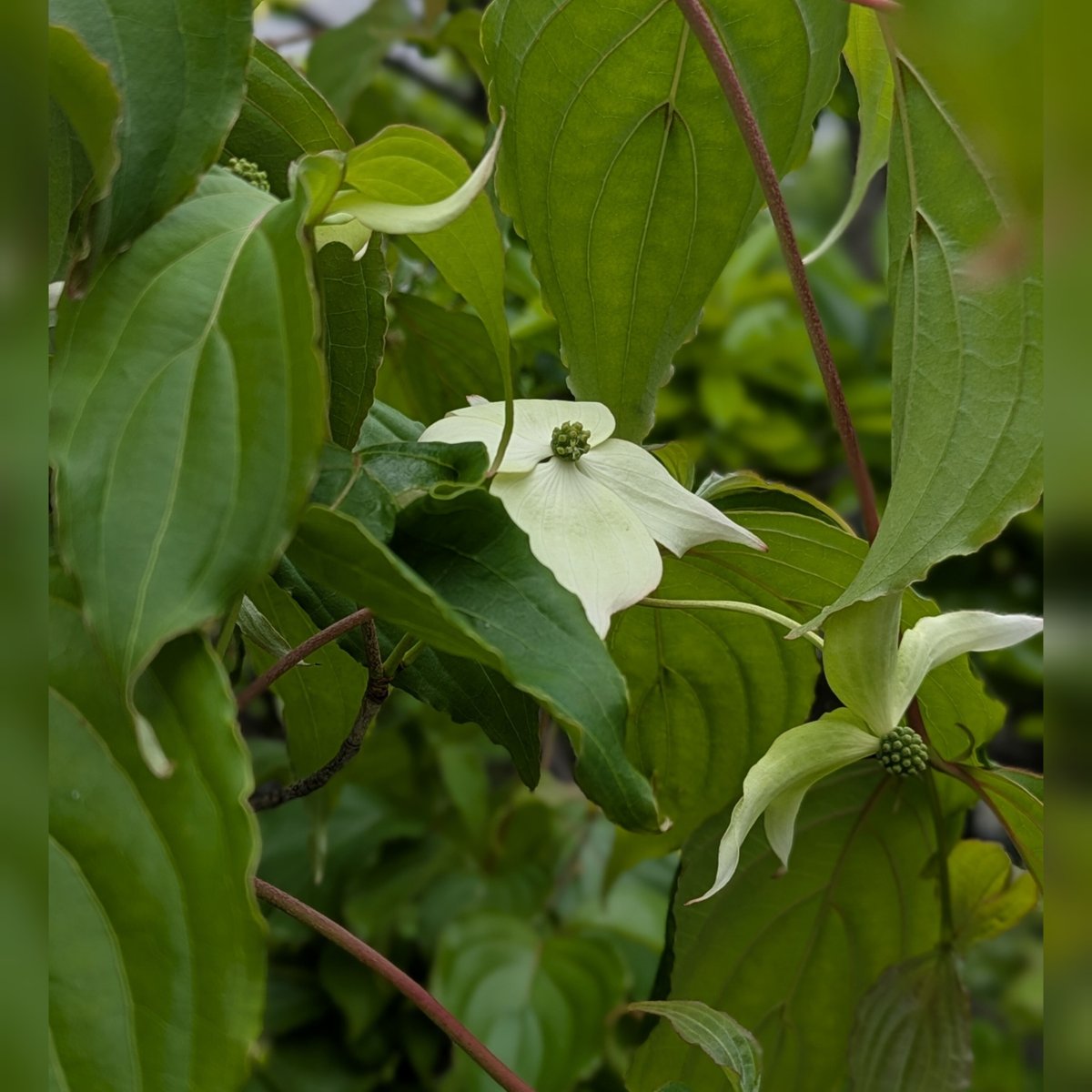 basho_museum's tweet photo. 「穀雨」から「立夏」へ
記念館の庭では、可憐なえごの花がほころび始め、卯の花も開花直前！
そして、そっと羽を広げたようなやまぼうし(^^)
吹き抜ける風も心地よい季節となりました
見ごたえのある新展示をご覧になったあとは、ぜひお庭でひと息ついてくださいね
おたまじゃくしもいます♪

#俳句 https://t.co/NAeWSiien3