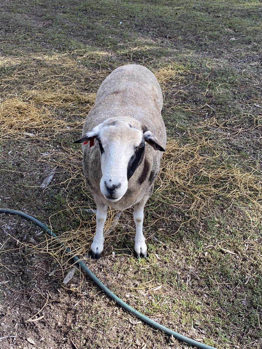 •. 。˚ ꒰ Ree ʚϊɞ ꒱˚ · • . ° . tweet media