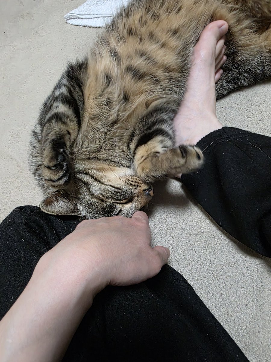 なーーーん_(:З｣∠)_