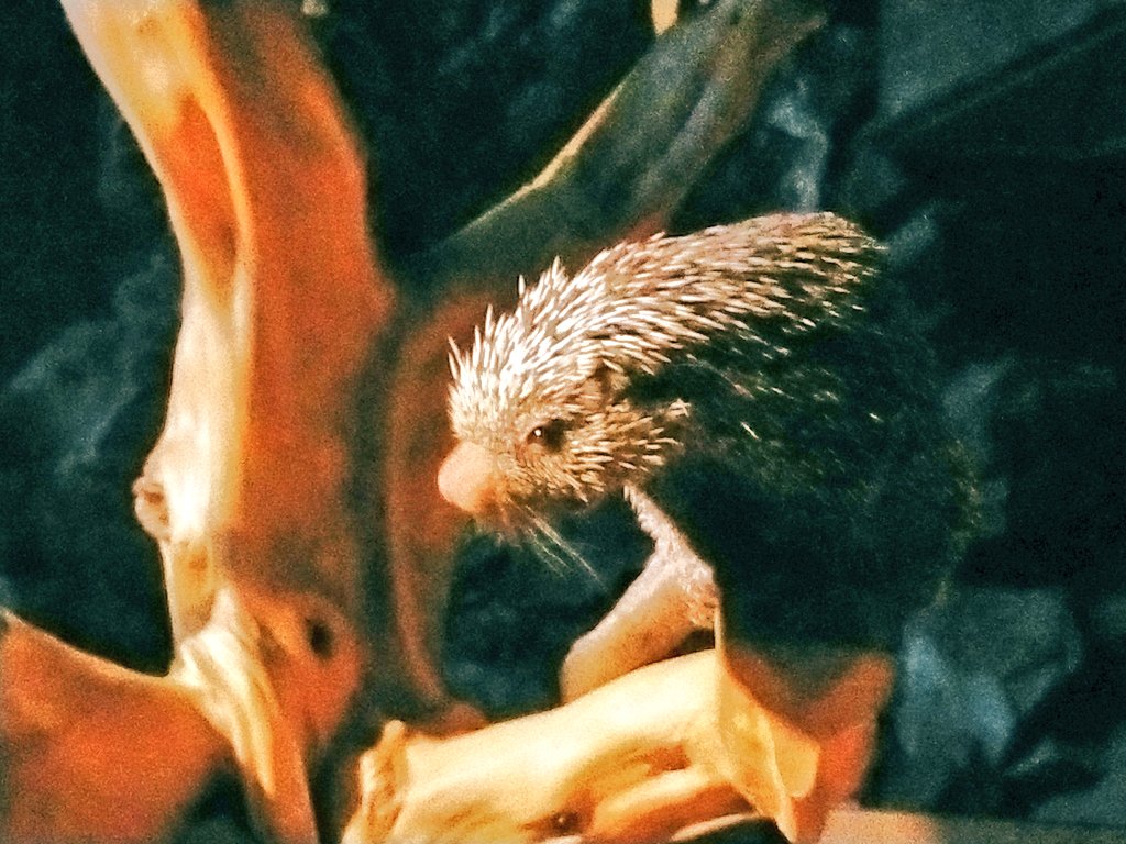 🍣🍮 tweet media