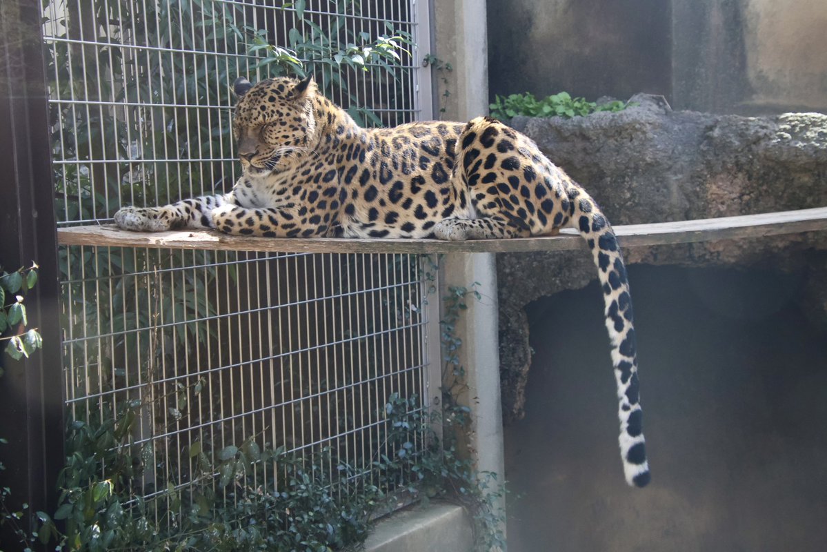 国際ヒョウの日 #internationalleopardday 豹の亜種は数多いが、野生下