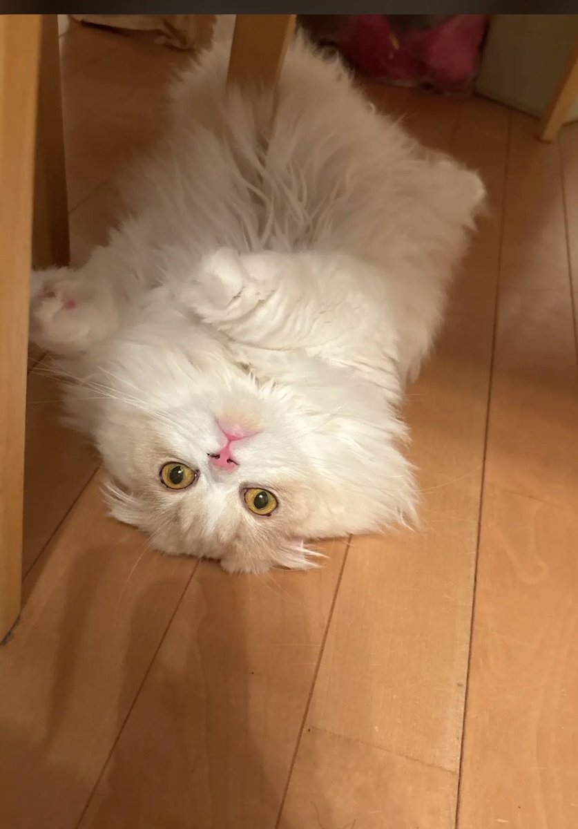 ヘル tweet media