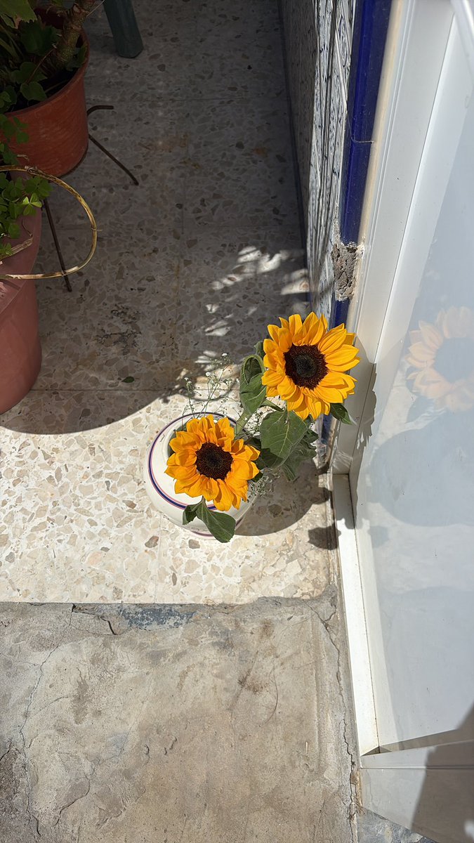 ana 🜲 🌻🌙 tweet media