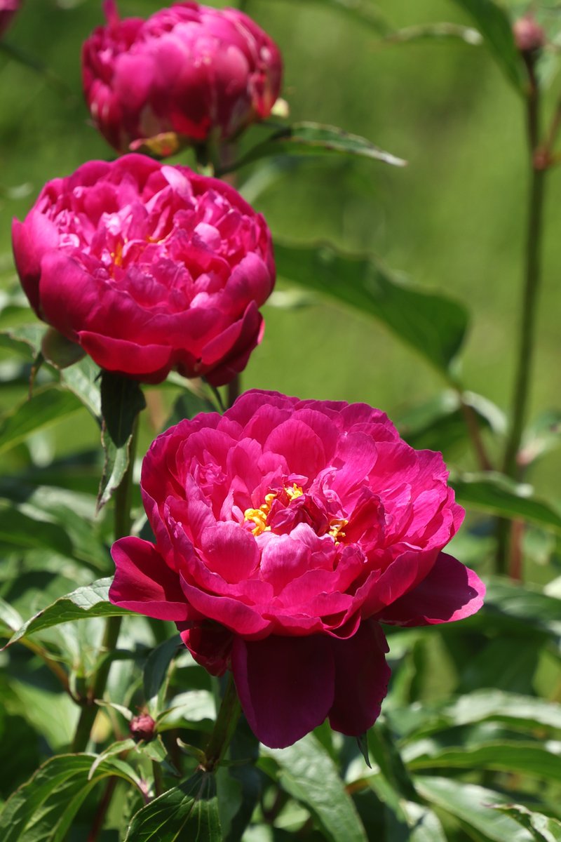 gontanokoneroku's tweet image. Chinese Peony ☺️ 

#Photography #Flowers #ChinesePeony
