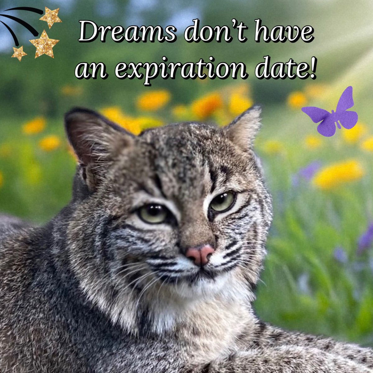 Big Cat Rescue tweet media