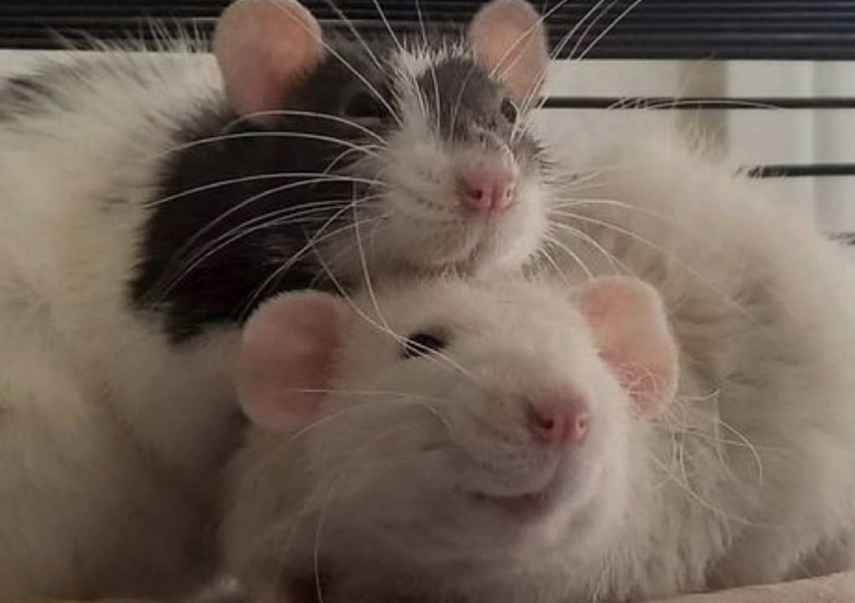 Rats tweet media