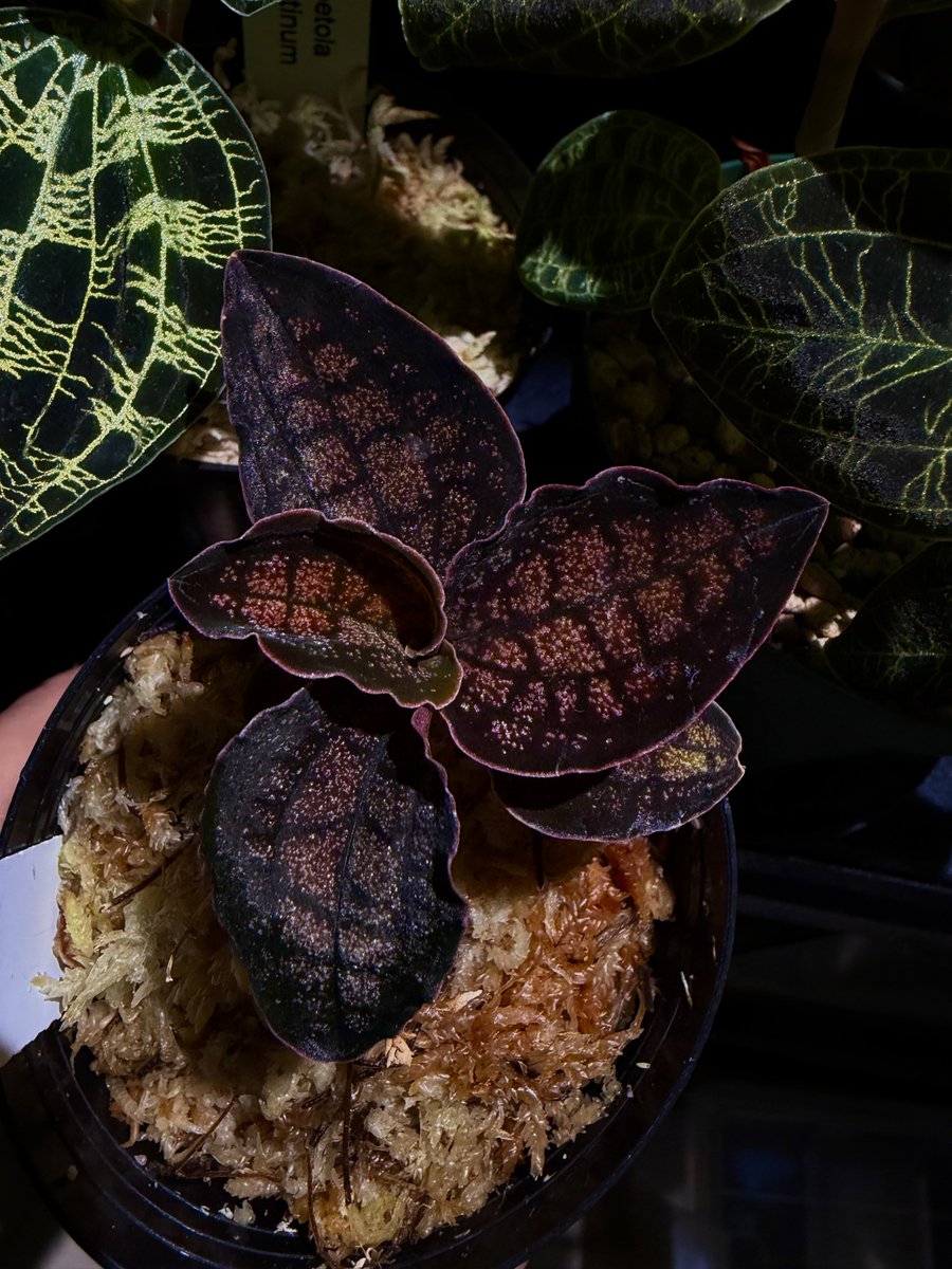 Ap02231's tweet photo. Eurycentrum sp. Papua 
(Cystorchis sp. Papua)
シストーチス sp. パプア 

シストーチスの中でもグリーンやレッドでもない、ブラウンタイプの中でも質素なタイプではなく、最もラメラメになるタイプ。
ずっと探してたやつ。ようやくお迎え😌　
秒でポチりました。

@unicum2go https://t.co/wyvk2SbSGi