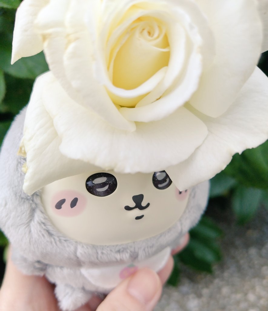 ねこレモン««ラッコ先生とゆく«« tweet media