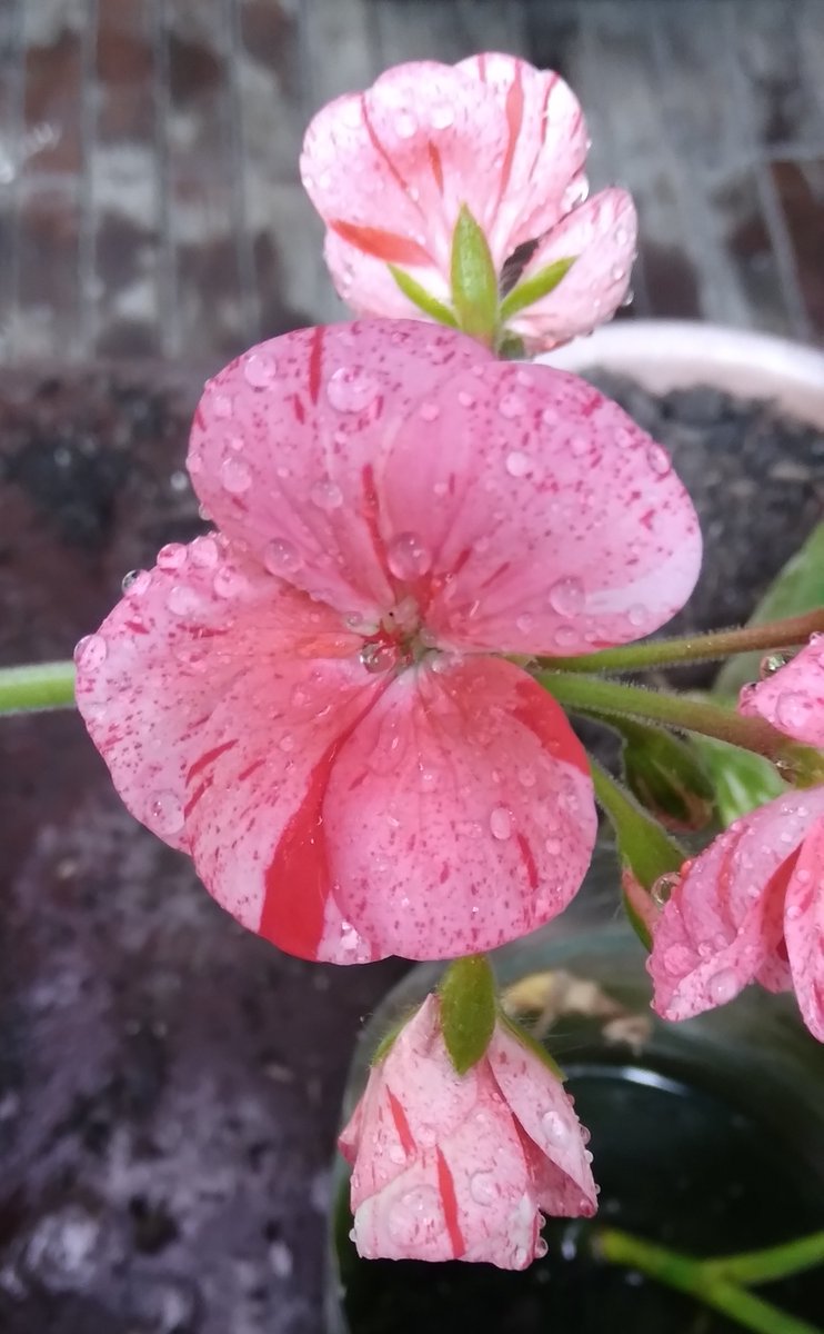 Lopezlaila1's tweet image. #After rain #Malvón