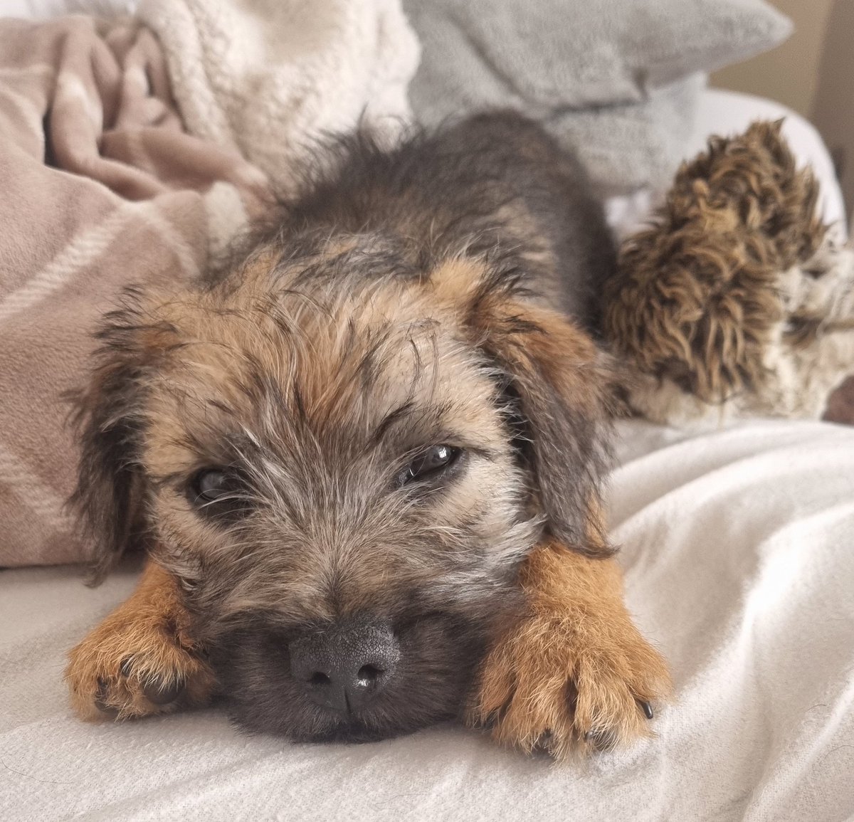 Reginald Barkley - smol fat potato! tweet media