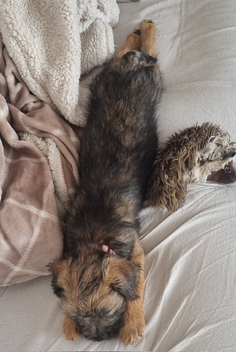 Reginald Barkley - smol fat potato! tweet media