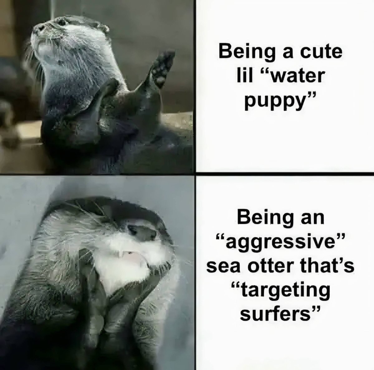 In Otter News.... tweet media