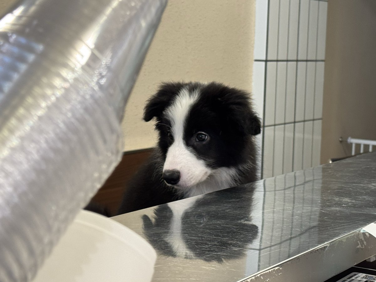 Post by Dog on X: Why 冬冬