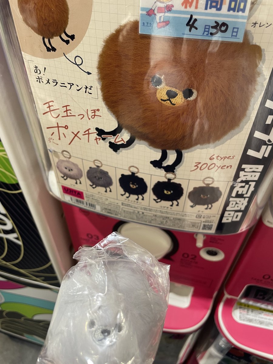 マウンテンポメラニアン⛰️ tweet media