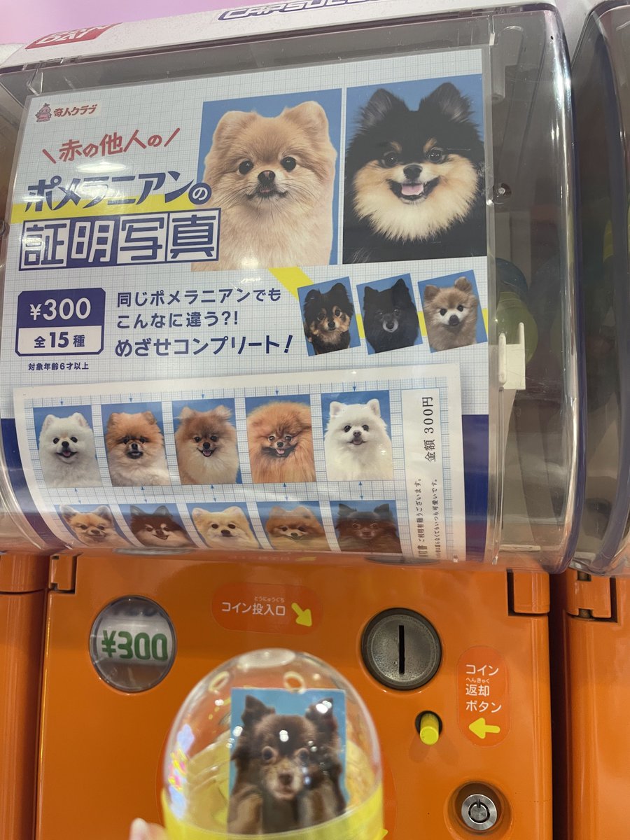 マウンテンポメラニアン⛰️ tweet media