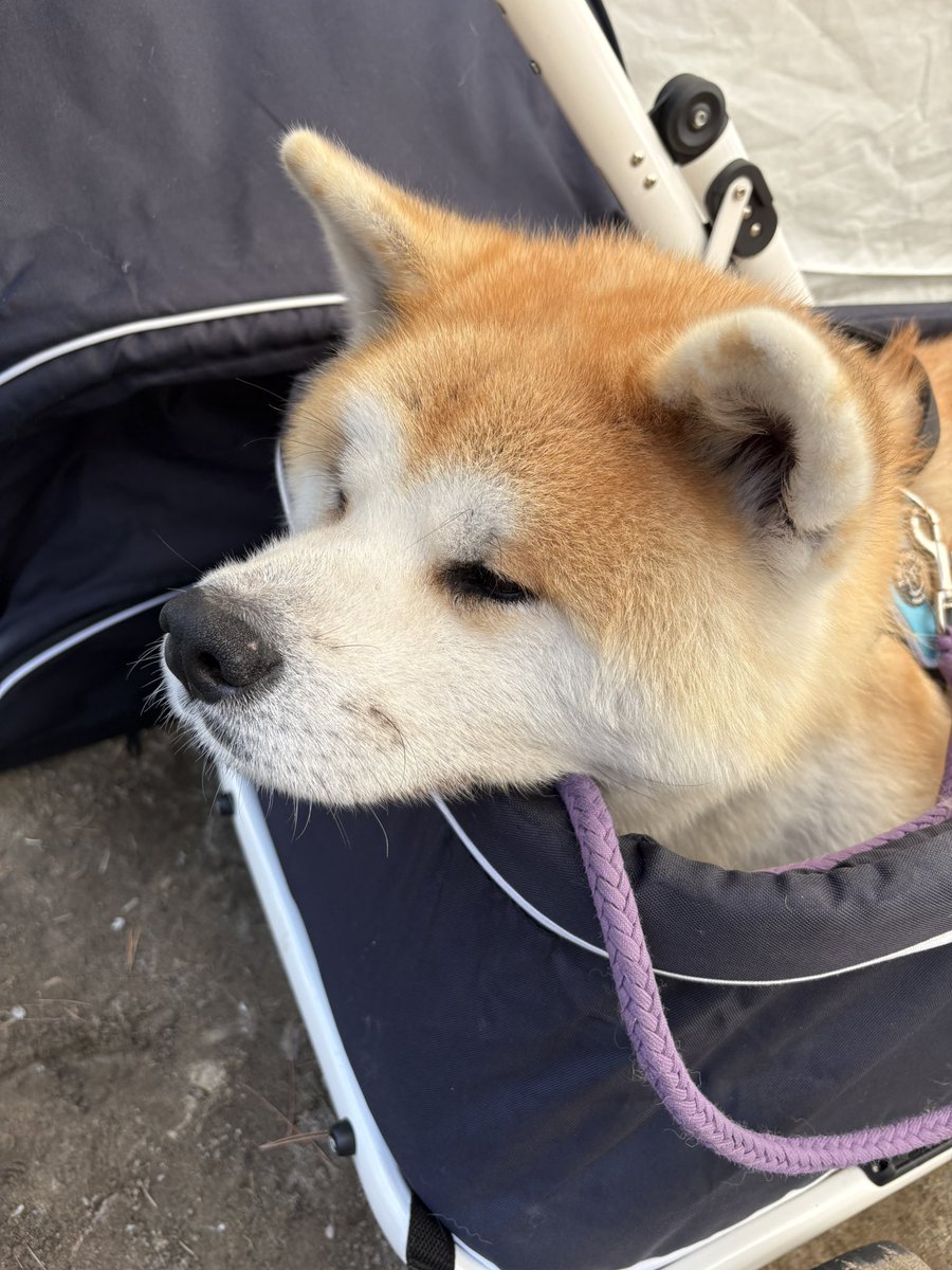 0623_top's tweet photo. 昨日は「秋田犬保存会春季本部展交流会」、
そして本日は桂城公園で開催された「第153回 秋田犬保存会本部展覧会」に出席し、ご挨拶をさせていただきました。

全国各地から、秋田犬と飼い主の皆さんが大館にお越しくださり、会場には朝から多くの関係者、愛犬家の皆様が集まっていました。

凛とした立ち姿。
堂々とした佇まい。
そして、飼い主さんに寄り添う穏やかな表情。

一頭一頭から秋田犬ならではの気品と優しさを感じることができました。

秋田犬は、もともと秋田の山々で、マタギとともに人の暮らしを支えてきた犬をルーツに持つと言われています。
厳しい自然の中で育まれた強さ、我慢強さ、そして人への深い信頼。
その面影は、今の秋田犬にも確かに受け継がれています。

一方で、その歴史は決して平坦ではありません。
時代の流れの中で本来の姿を失いかけたこともあり、戦時中には数が大きく減り、守らなければ途絶えてしまうかもしれない危機もありました。

それでも、秋田犬を愛し、守り、次の世代へつなごうとした方々がいました。
今日の秋田犬の姿は、そうした先人たちの情熱と、保存会の皆様のたゆまぬ努力の積み重ねです。

本部展覧会は、単に優れた秋田犬を披露する場ではなく、秋田犬の美しさ、力強さ、受け継がれてきた血統と文化を確認し、未来へつないでいく大切な場です。

忠犬ハチ公のふるさと、そして秋田犬のふるさとである大館市に、この本部展があることは、私たち市民にとって大きな誇りです。

秋田犬を通じて、全国から人が訪れ、交流が生まれ、まちに笑顔が広がる。
その光景の一端に触れ、改めて秋田犬が大館にもたらしてくれる力の大きさを感じました。

ご参加いただいた皆様、開催にご尽力いただいた皆様に、心より感謝申し上げます。
大館市としても、秋田犬とともに歩むまちとして、この誇るべき文化を守り、国内外へ発信してまいります。

#秋田犬
#秋田犬保存会
#本部展覧会
#大館市
#秋田犬のふるさと