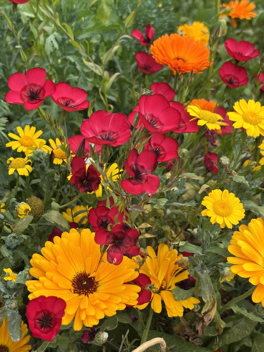 frdvil's tweet photo. Gorgeous flowers of Red Flax
#linum grandiflorum 🌱 https://t.co/Mc9GS1nlfE