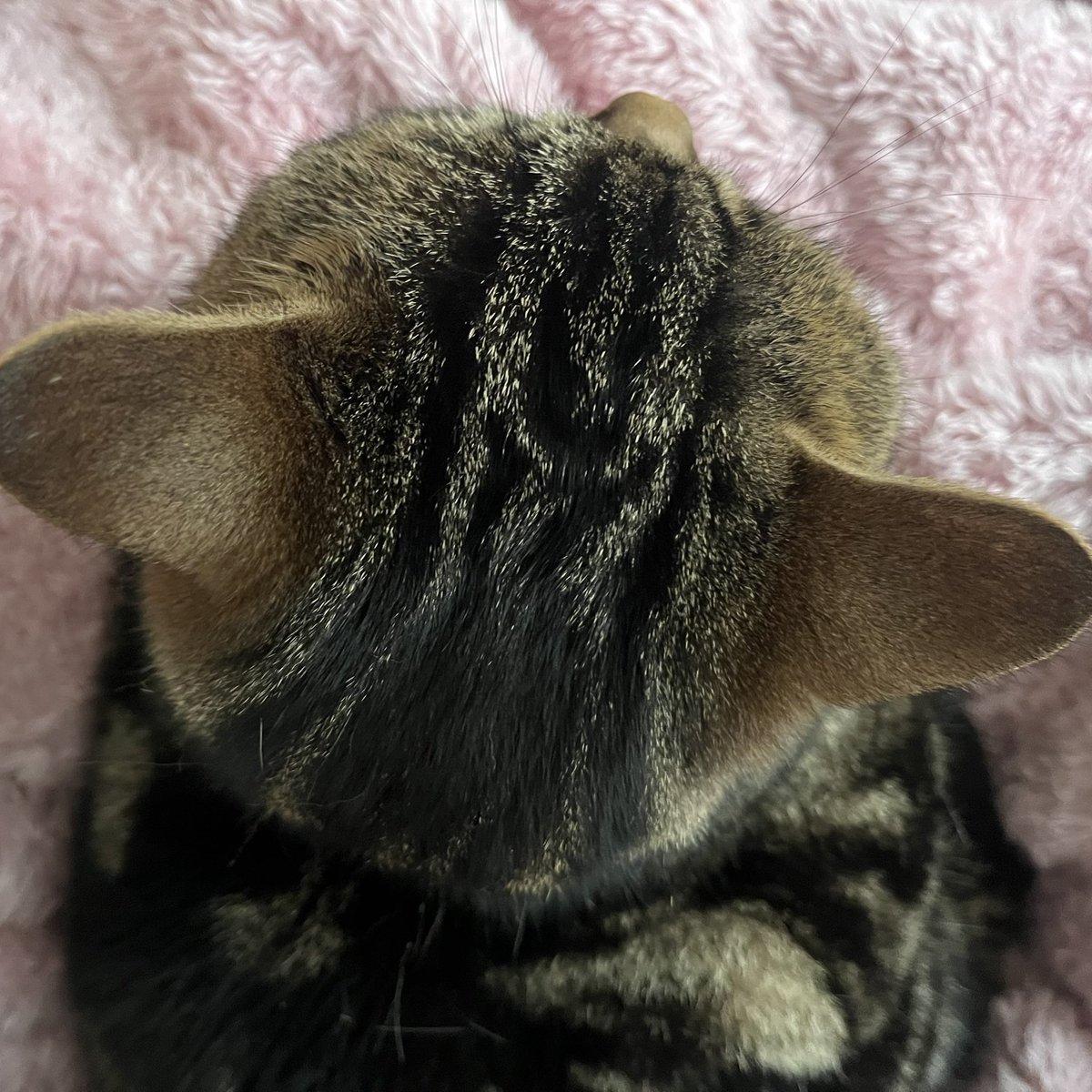 sky53535353's tweet photo. 上から見た頭がまん丸すぎてほんっっっっと可愛い https://t.co/diBtVZHywr
