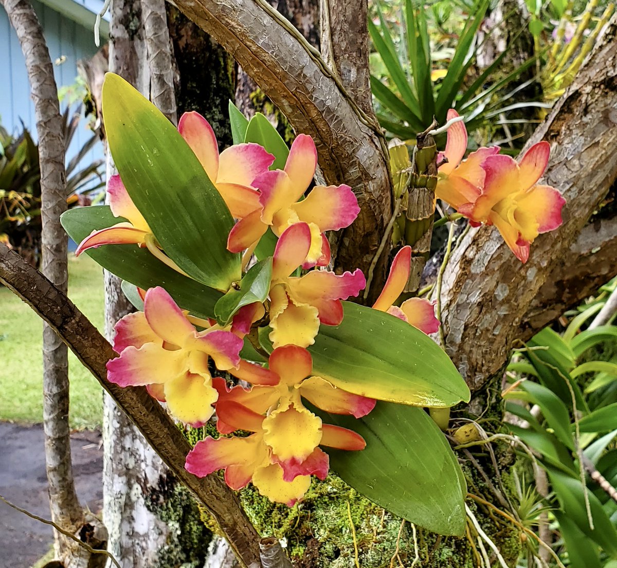 HiloOrchid's tweet image. Today’s #orchid:
Dendrobium Oriental Smile ‘Fantasy’, thriving on a tree here in Hilo. Photo taken by one of our members.