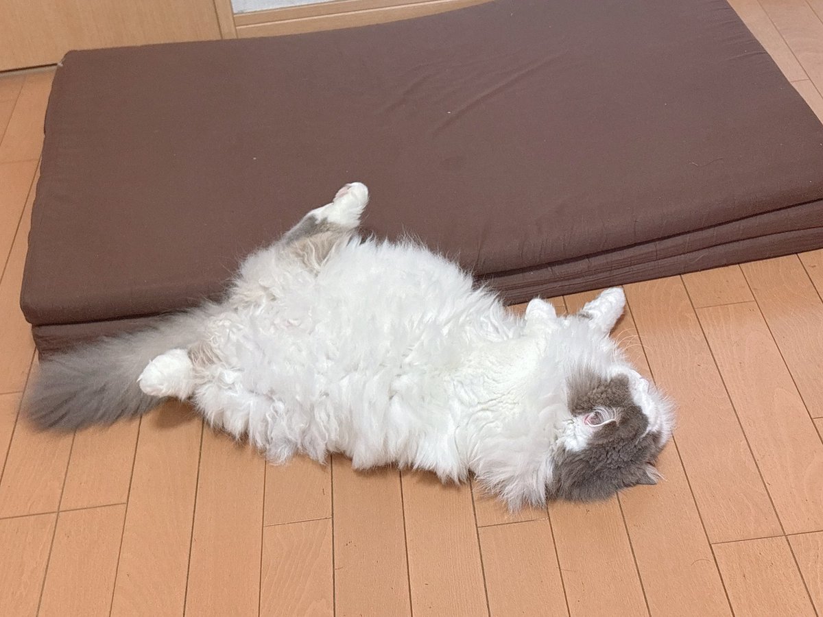 おさかなたべた tweet media