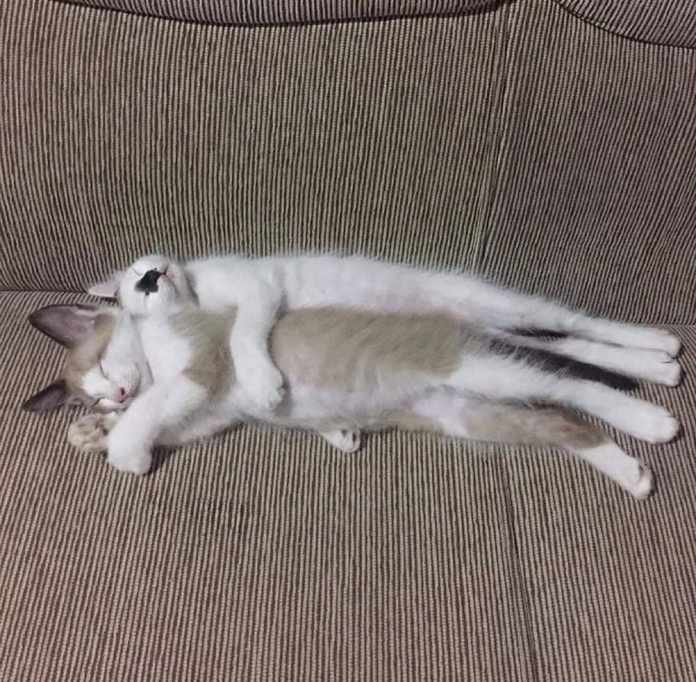 catsforcatsx's tweet image. #sleeping #cats