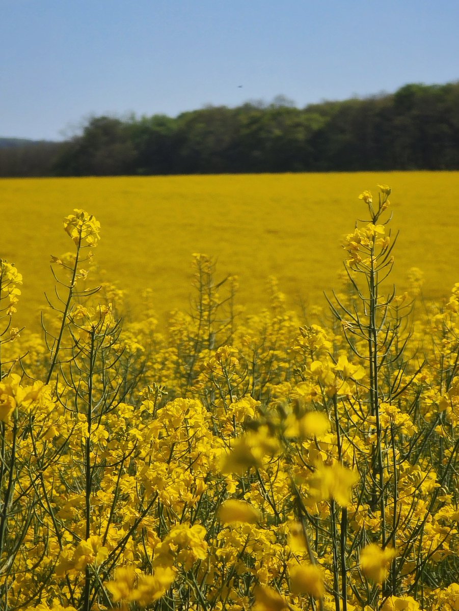gcarter_x's tweet image. Spring hiking hits different 🥾
Fresh colors, blooming trails, nature waking up everywhere.
Moving, breathing, recharging. 🌿
#Spring #Hiking #Nature #FitLife #naturephotography