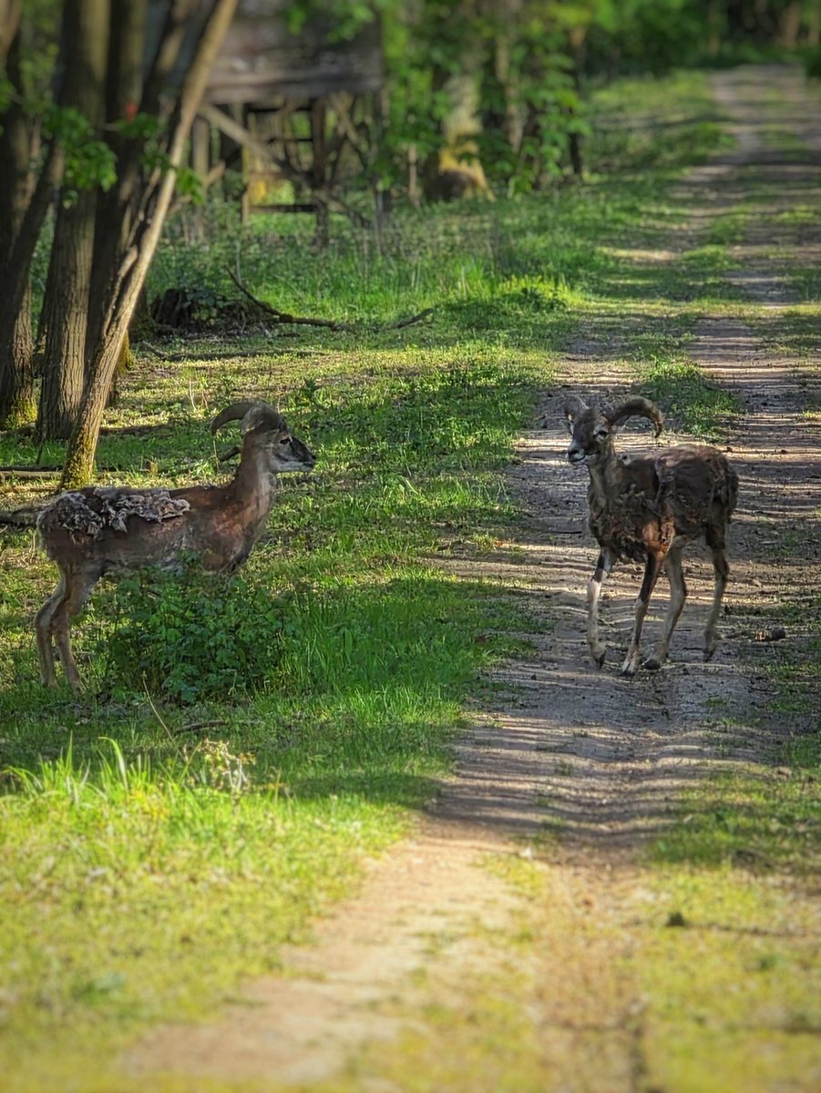 gcarter_x's tweet image. Spring hiking hits different 🥾
Fresh colors, blooming trails, nature waking up everywhere.
Moving, breathing, recharging. 🌿
#Spring #Hiking #Nature #FitLife #naturephotography