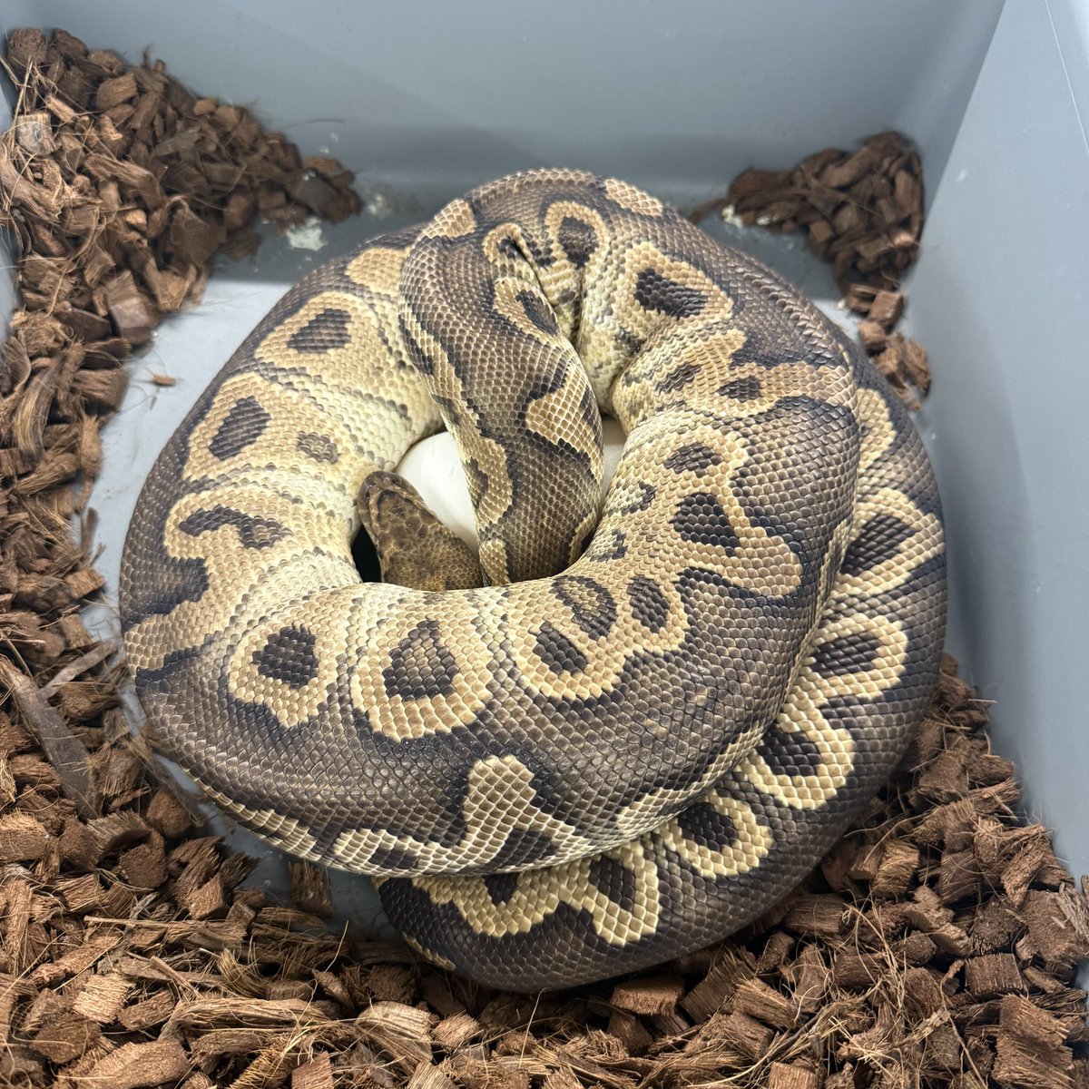 GHI Wookie Hurricane BP Gravel Special Clown Clutch!