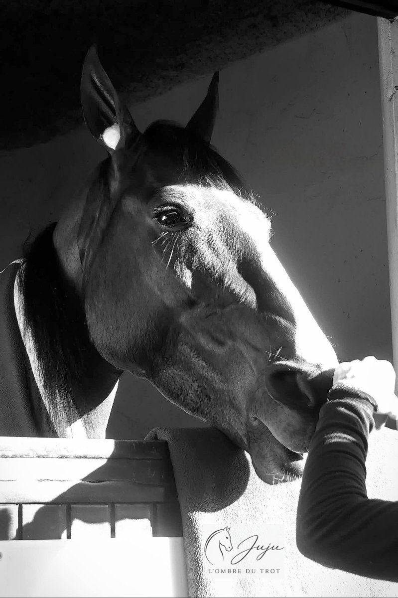 JuJu Photographies L'ombre du trot tweet media