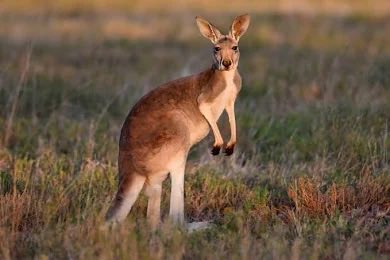 Kangaroo tweet media