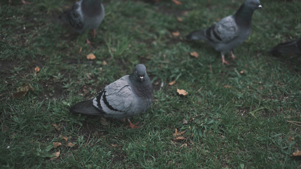 𝙢𝙞𝙞 tweet media
