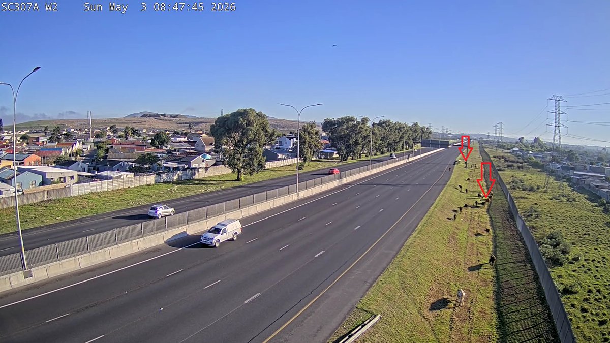 CapeTownFreeway's tweet image. Animals:  R300 South at the Ramp to Stellenbosch Arterial Rd. All lanes open, no delays #BeTheChange