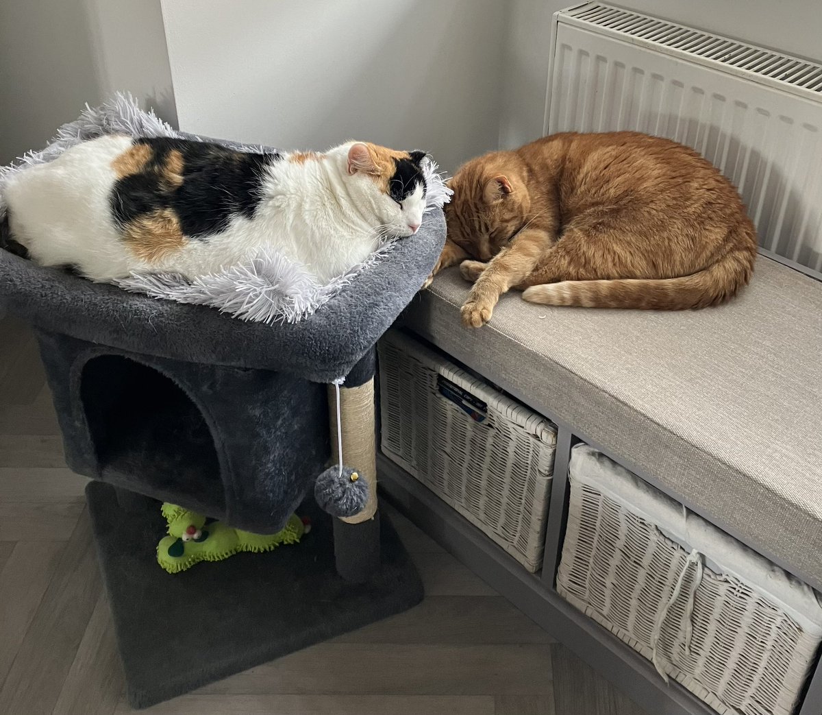 George, Bumble, Charlie Mouse & Ziggy too!! tweet media