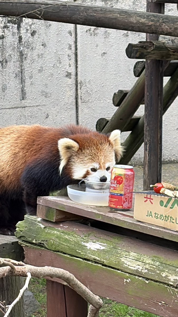 火星佳代（レッサーパンダｽｷｰ） tweet media