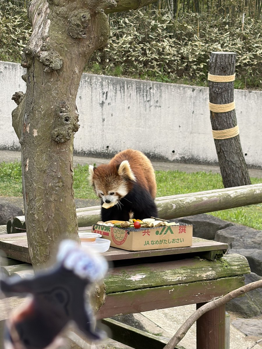 火星佳代（レッサーパンダｽｷｰ） tweet media