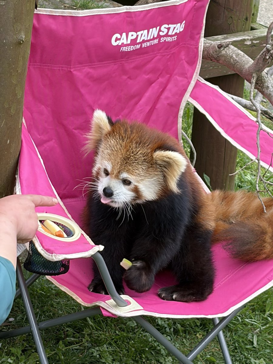 火星佳代（レッサーパンダｽｷｰ） tweet media