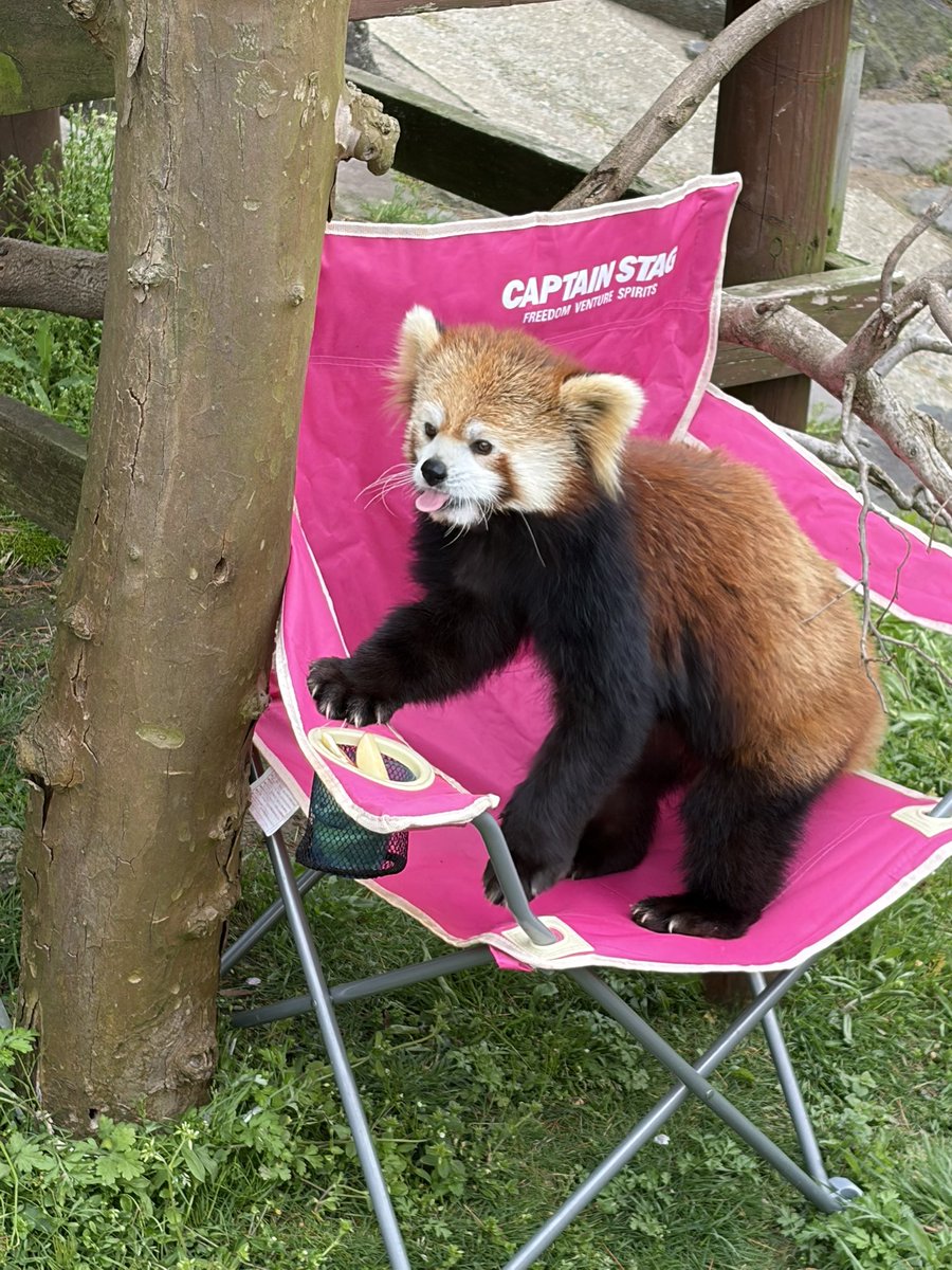 火星佳代（レッサーパンダｽｷｰ） tweet media