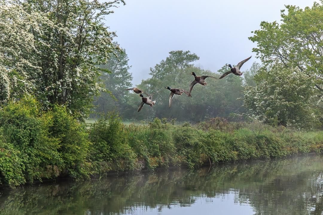 SolihullUpdates's tweet image. Good Morning #Solihull, enjoy your #Sunday!

There will be a cloudy start with rain and drizzle. Brightening up this afternoon with sunny spells and showers. Light winds. Highs of 17°C &amp;amp; Lows of 9°C

(Image: @No1GhostDog).