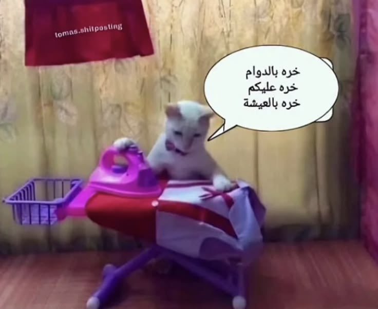 arwa tweet media