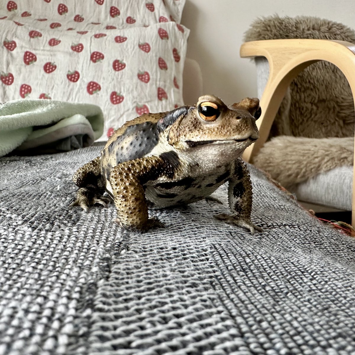 Lu67Wqv's tweet photo. 若布（ワカメ/ｱｽﾞﾏﾋｷｶﾞｴﾙ♀）2歳になりました　まだちびだなぁ https://t.co/sqkGZxh7NP