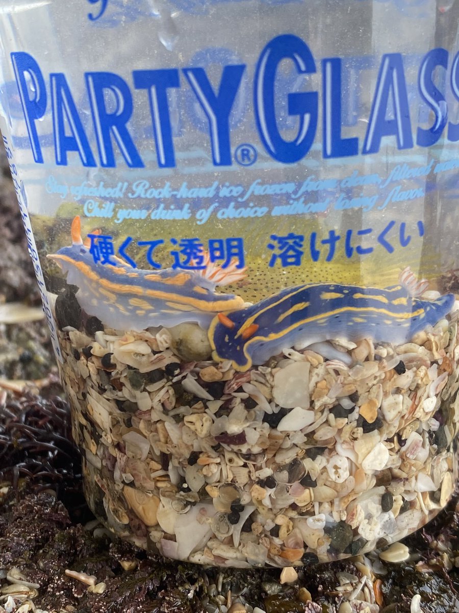 sortes's tweet photo. 今シーズン初のアオウミウシ！
海に入りやすい季節になってきました😊 https://t.co/Jnez8r5qnw