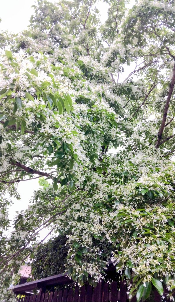 kazehata's tweet photo. 菩提院大御堂の境内で満開のヒトツバタゴ。通りがかりの上品なご婦人に名前を教えて頂いた。菊水楼から猿沢池への近道沿い。 https://t.co/zwBTqHy8pY