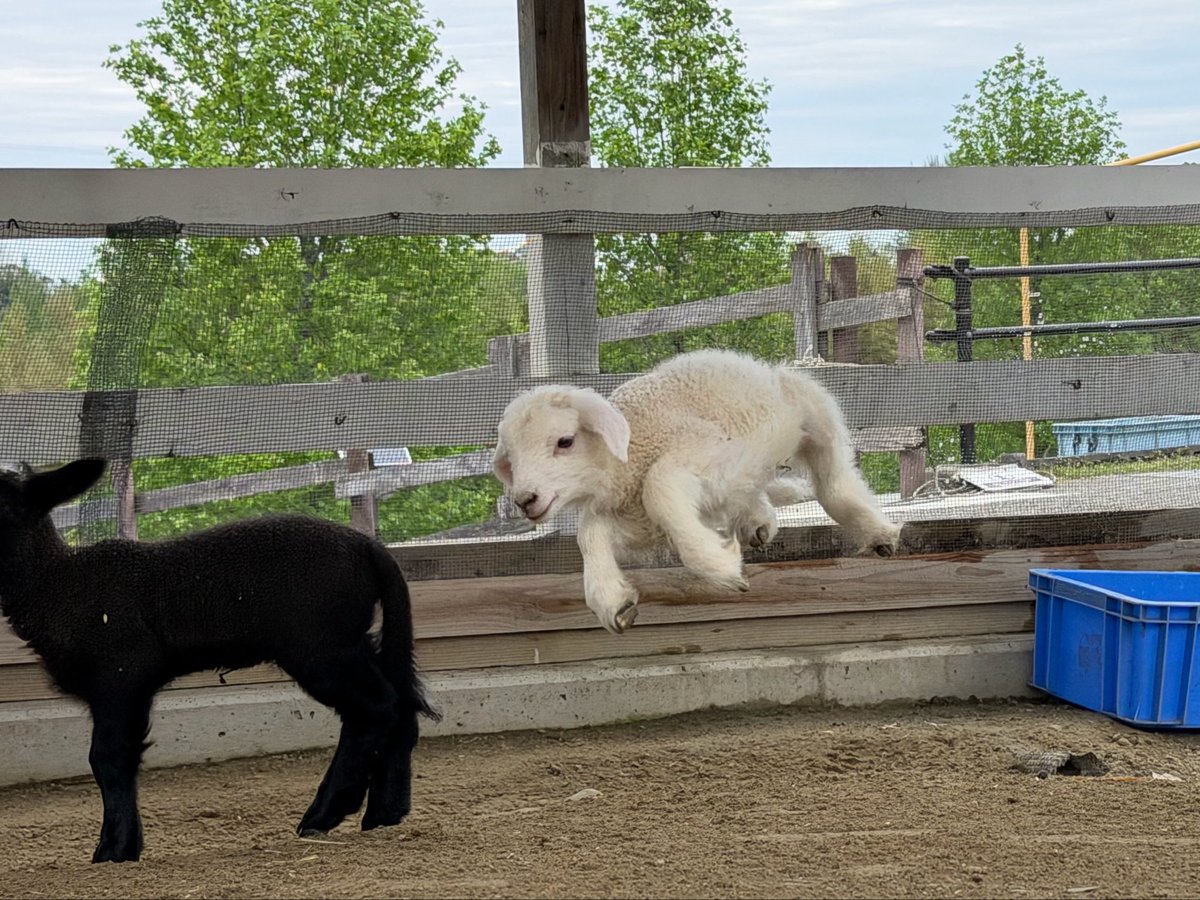 広場では、
ぴょこぴょこと、よく跳びはねて遊んでいます🐑🎵

この子は最後に生まれたキキの子です🤭

#ハーベストの丘
#子羊
#こひつじ
